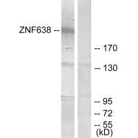 ZNF638 antibody