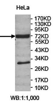 ZNF658 antibody