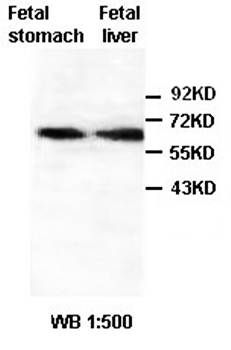 ZNF668 Rabbit Polyclonal Antibody
