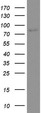 ZNF670 Antibody