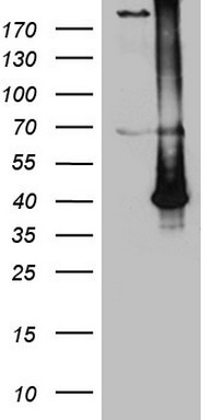 ZNF69 Antibody