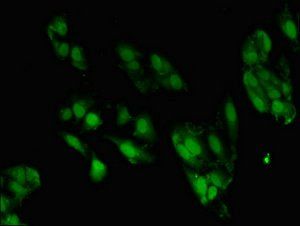 ZNF695 Antibody