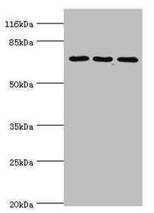 ZNF699 Antibody