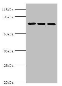 ZNF699 antibody