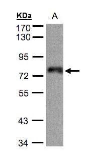 ZNF7 antibody