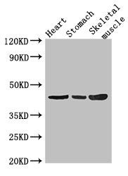 ZNF707 antibody