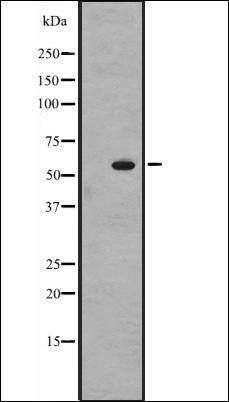 ZNF71 Antibody