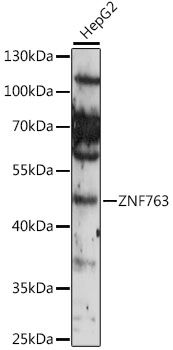 ZNF763 antibody