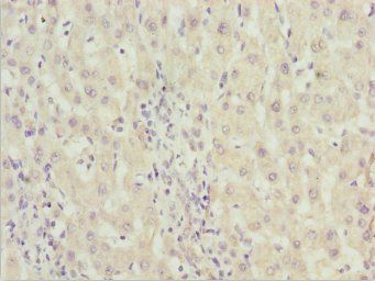 ZNF785 Antibody