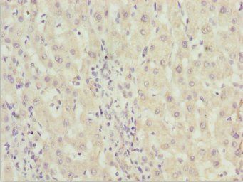 ZNF785 antibody