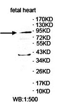 ZNF786 Rabbit Polyclonal Antibody