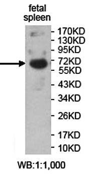 ZNF791 antibody