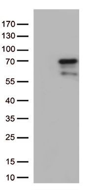 ZNF8 Antibody