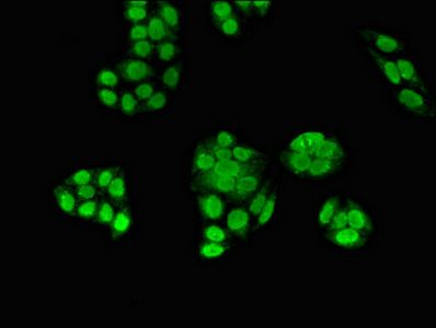 ZNF816 antibody