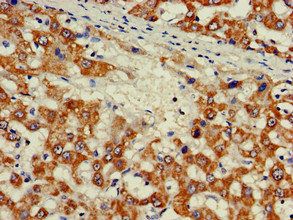 ZNF816 antibody