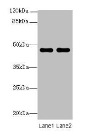 ZNF821 antibody