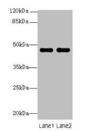 ZNF821 Antibody