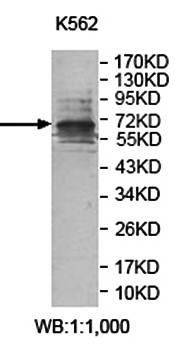 ZNF98 antibody
