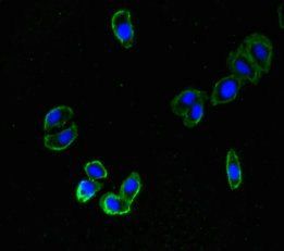ZNRF3 Antibody