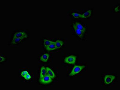 SLC30A8 Antibody