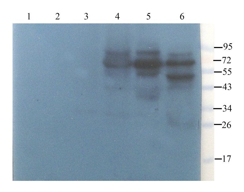 ZNT8 antibody