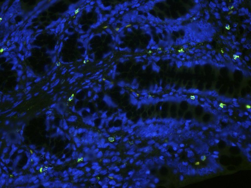 ZO-1 antibody (FITC)