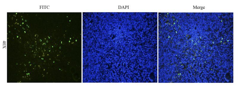 ZO-1 antibody (FITC)