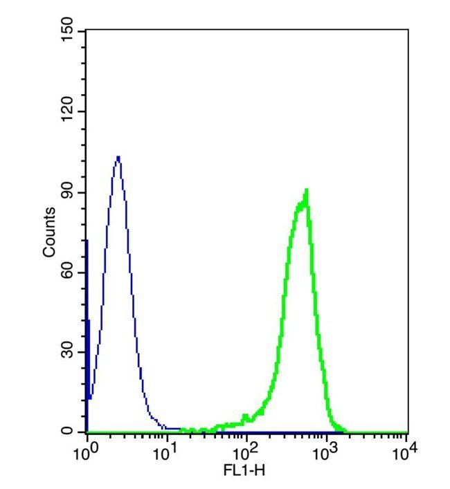 ZO-1 antibody