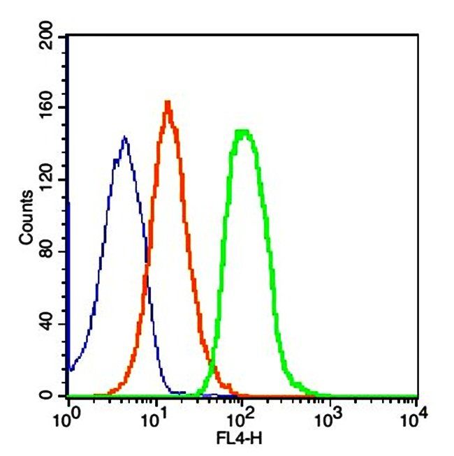 ZO-1 antibody