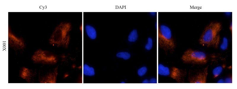 ZO-1 antibody