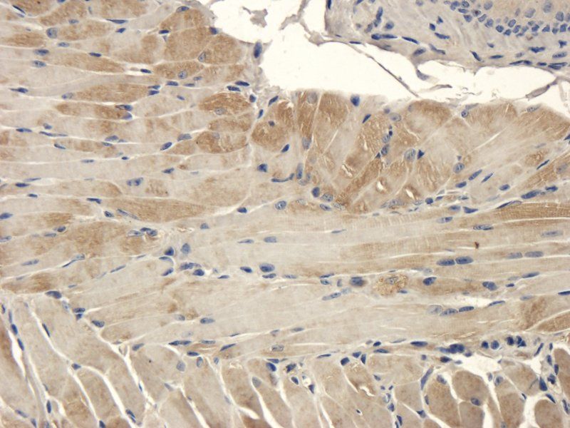 ZO-1 antibody