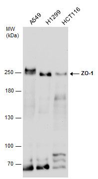 ZO1 antibody