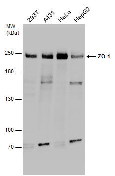 ZO-1 antibody [N1N2], N-term