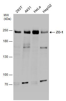 ZO1 antibody