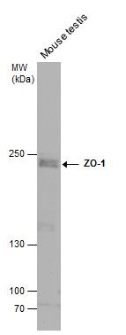 ZO1 antibody