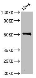 zot Antibody