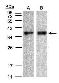 zona pellucida binding protein Antibody