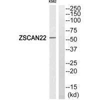 ZSCAN22 antibody