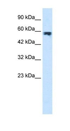 ZYX antibody