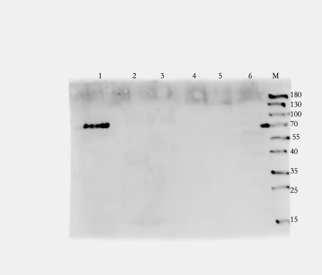 Zyxin antibody