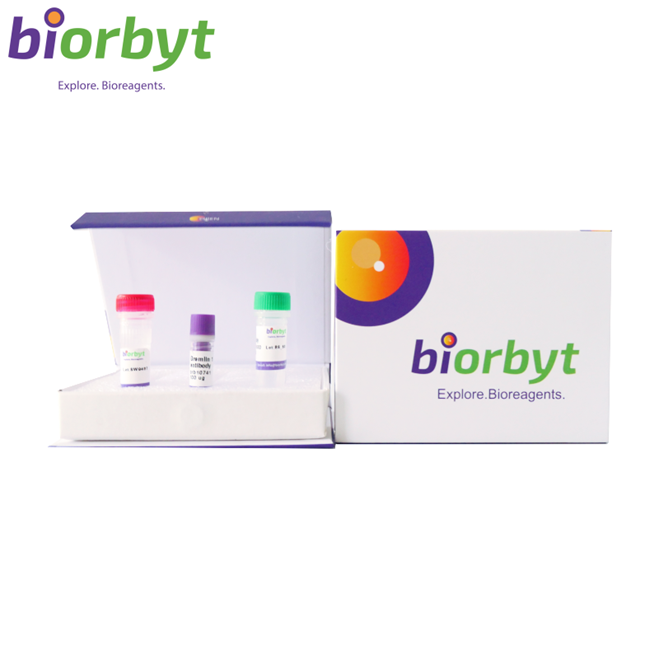 Fructosyl-Amino Acid Oxidase Antibody