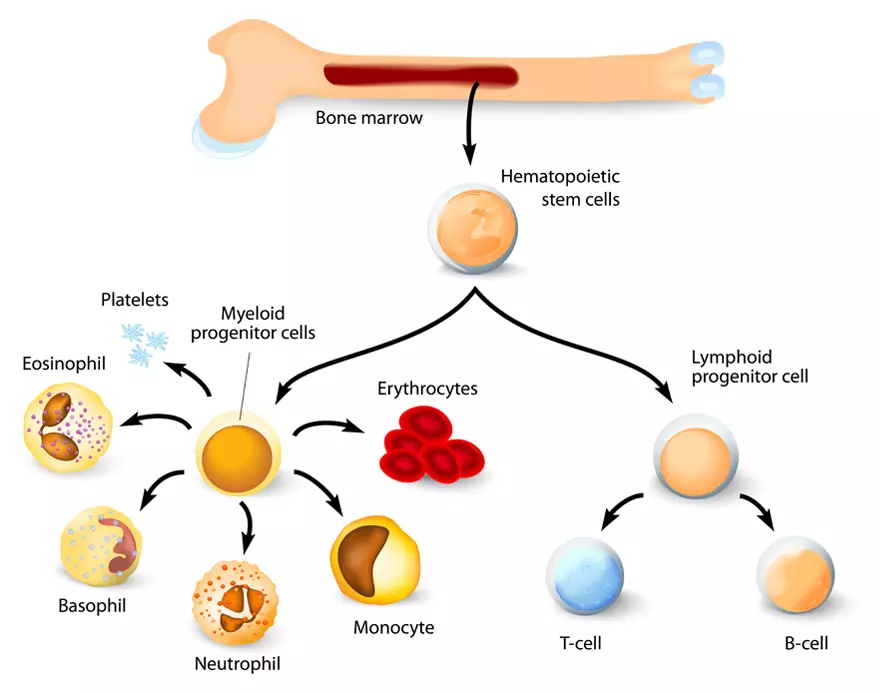Stem Cell Differentiation – Bone Marrow