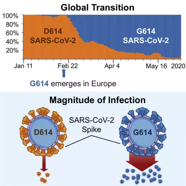 Image from Korber et al, 2020