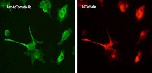 tdTomato bright orange-red fluorescent protein tandem dimer