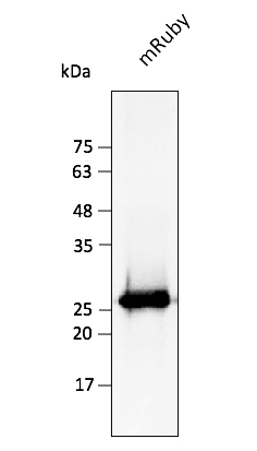 mRuby red fluorescent protein for deep tissue and in vivo imaging