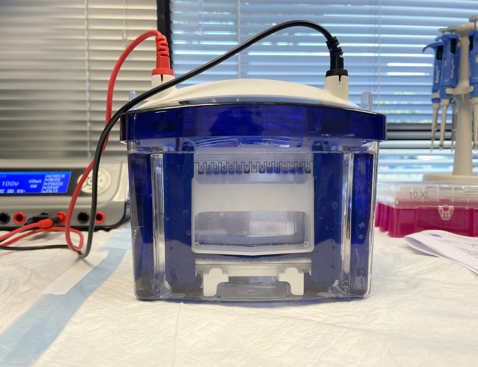 Researcher analyzing gel electrophoresis separation for Western Blot immunoblotting