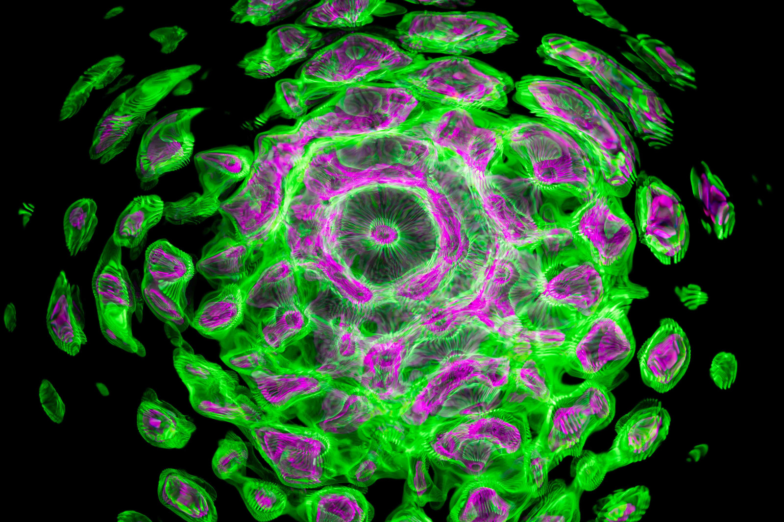 Fluorescent Proteins Hub