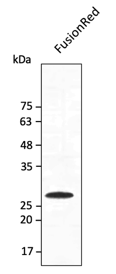 FusionRed fluorescent protein designed for stable protein fusions