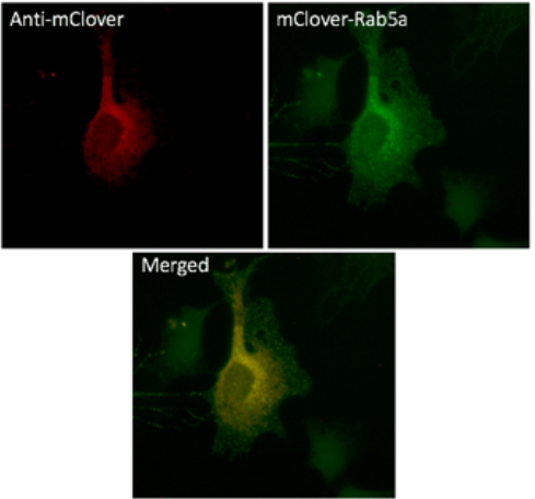 Clover and mClover fluorescent proteins for FRET imaging