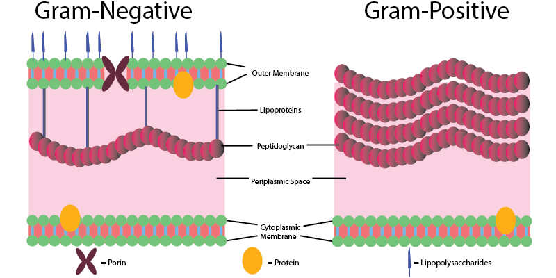 Outer Membrane Proteins of Bacteria